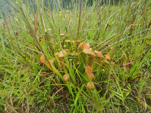Sarracenia rubra