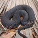 Southern Banded Watersnake - Photo (c) J.D. Willson, some rights reserved (CC BY-NC)