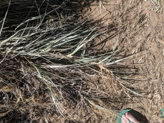 Spinifex hirsutus