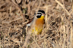 Emberiza flaviventris flaviventris