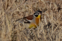 Emberiza flaviventris flaviventris