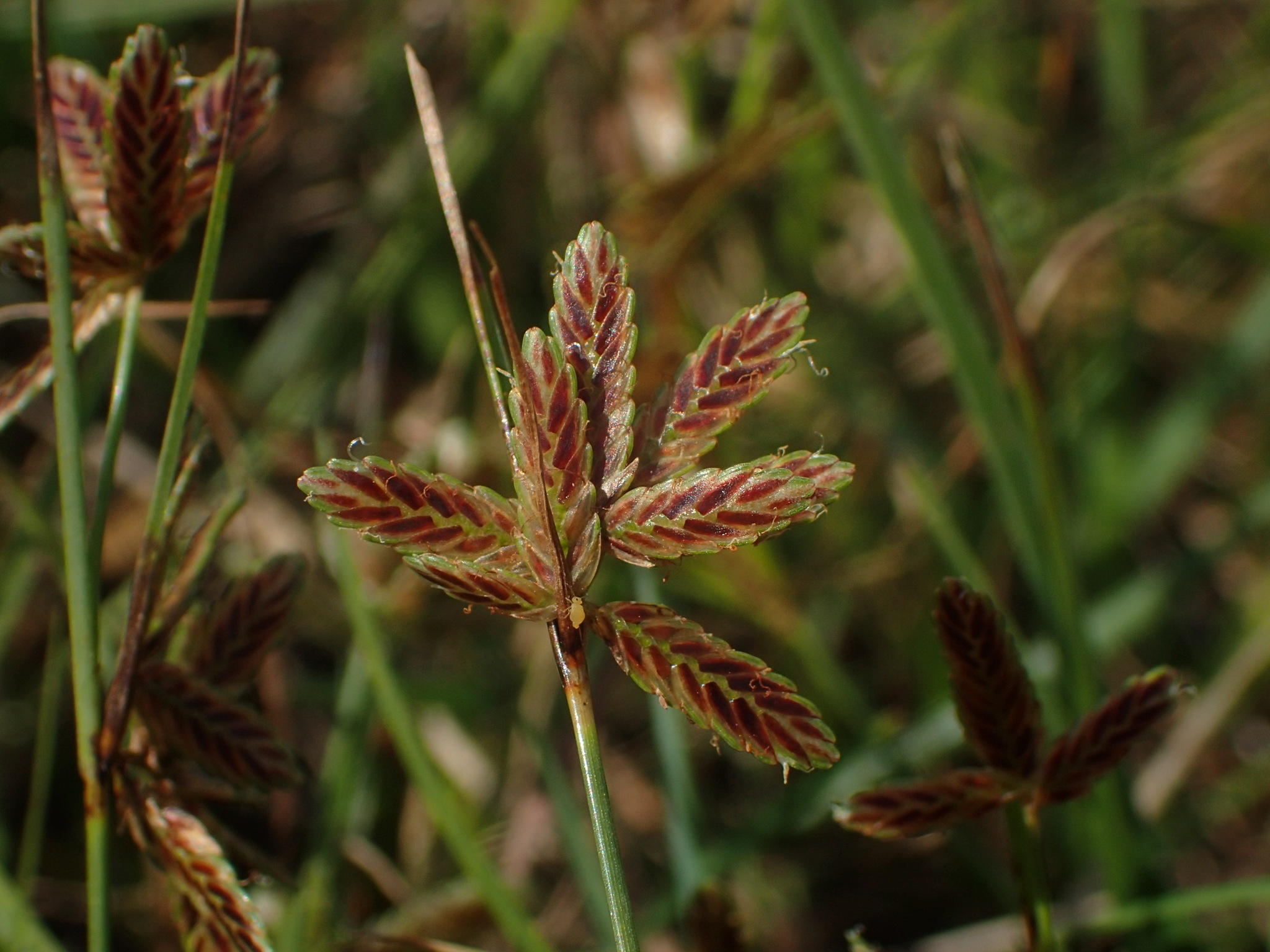 Cyperus bipartitus