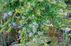 Psoralea spicata