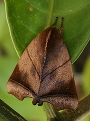 Carea angulata