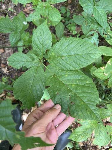 Old Field Blackberry (Rubus alumnus)