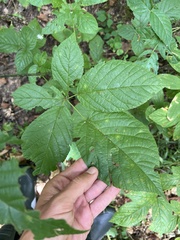 Rubus alumnus (Rubus alumnus)