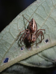 Oxyopes elegans
