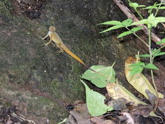 Anolis schwartzi