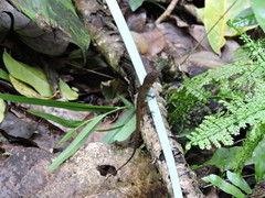 Anolis schwartzi