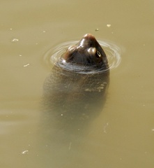 Chelodina longicollis