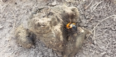 Nicrophorus marginatus