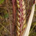 Two-rowed Barley - Photo (c) Chris Ecroyd, some rights reserved (CC BY-NC), uploaded by Chris Ecroyd