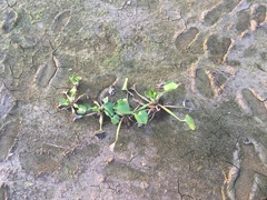 Pontederia crassipes