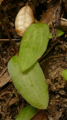 Cyrtostylis oblonga