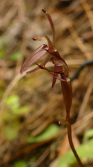 Cyrtostylis oblonga