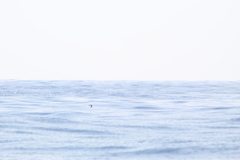 Hydrobatidae