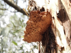 Laetiporus portentosus