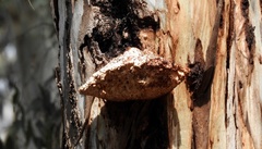 Laetiporus portentosus