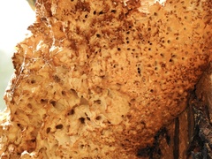 Laetiporus portentosus