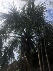 Mauritia flexuosa