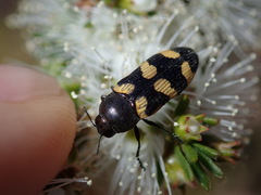 Castiarina inconspicua