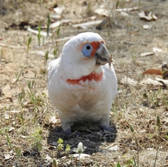 Cacatua tenuirostris