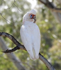 Cacatua tenuirostris