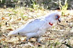 Cacatua tenuirostris