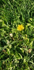 Taraxacum officinale