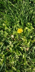 Taraxacum officinale