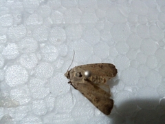 Lepidoptera