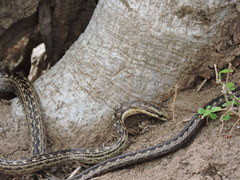 Alsophis rufiventris