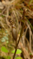 Cyrtostylis oblonga