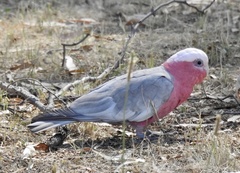 Eolophus roseicapilla