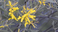 Acacia leptostachya