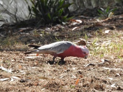 Eolophus roseicapilla