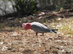 Eolophus roseicapilla