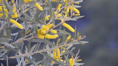 Acacia leptostachya