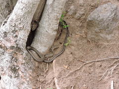 Alsophis rufiventris