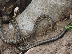 Alsophis rufiventris