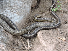 Alsophis rufiventris