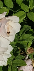 Apis mellifera