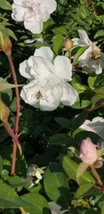 Apis mellifera