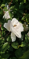 Apis mellifera