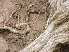 Alsophis rufiventris