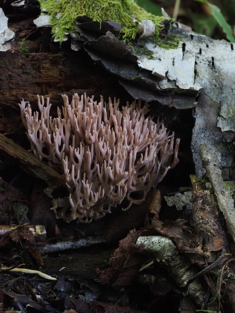 Ramaria sp. 'rubella-PA01'