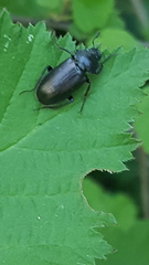 Platycerus oregonensis