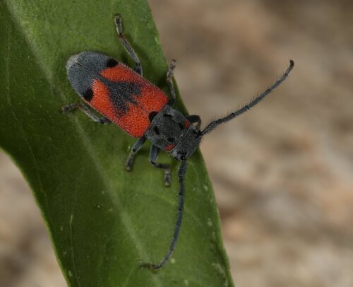 Skillman's Milkweed Longhorn