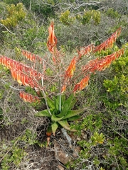 Gasteria acinacifolia