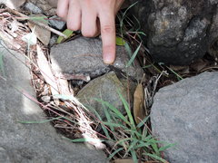 Sphaerodactylus sabanus